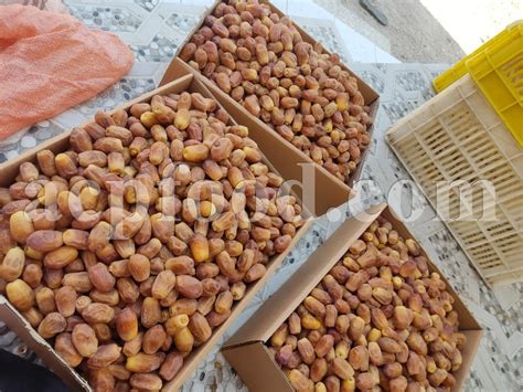 wholesale dates for sale bay area